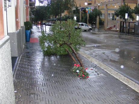 un_albero_caduto_in_via_roma.jpg