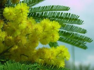 mimose.jpg